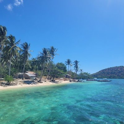 Palmboom aan een tropisch strand in de Filipijnen tijdens een groepsrondreis.
