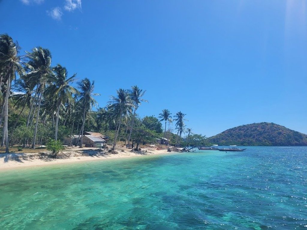 Palmboom aan een tropisch strand in de Filipijnen tijdens een groepsrondreis.