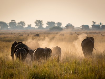 Olifantenkudde in het grasland bij zonsopkomst langs de Route Tuinroute in Zuid-Afrika.