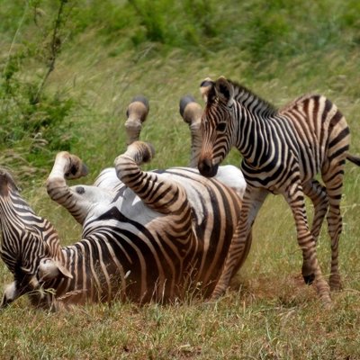 Zebra’s op de savanne in Zuid-Afrika tijdens groepsrondreis door Zuid-Afrika, eSwatini en Lesotho.