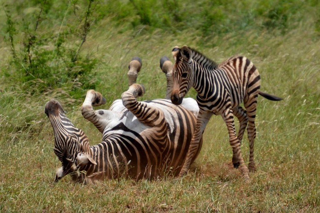 Zebra’s op de savanne in Zuid-Afrika tijdens groepsrondreis door Zuid-Afrika, eSwatini en Lesotho.