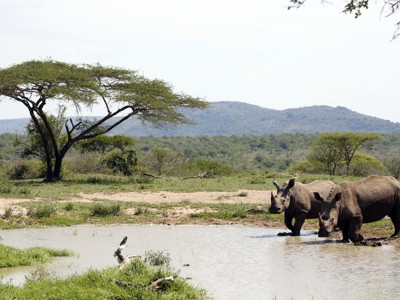 Twee neushoorns bij een waterpoel in Zuid-Afrika, route Kaapstad naar Johannesburg.