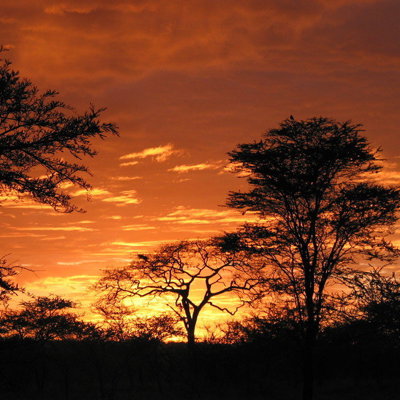 Zonsondergang boven de Keniaanse savanne met silhouetten van acaciabomen.