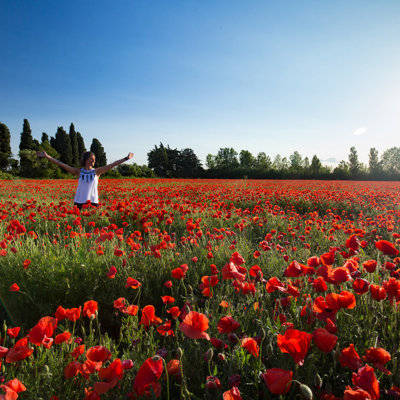 Reiziger in een rood klaprozenveld in de Provence tijdens een fietsvakantie.