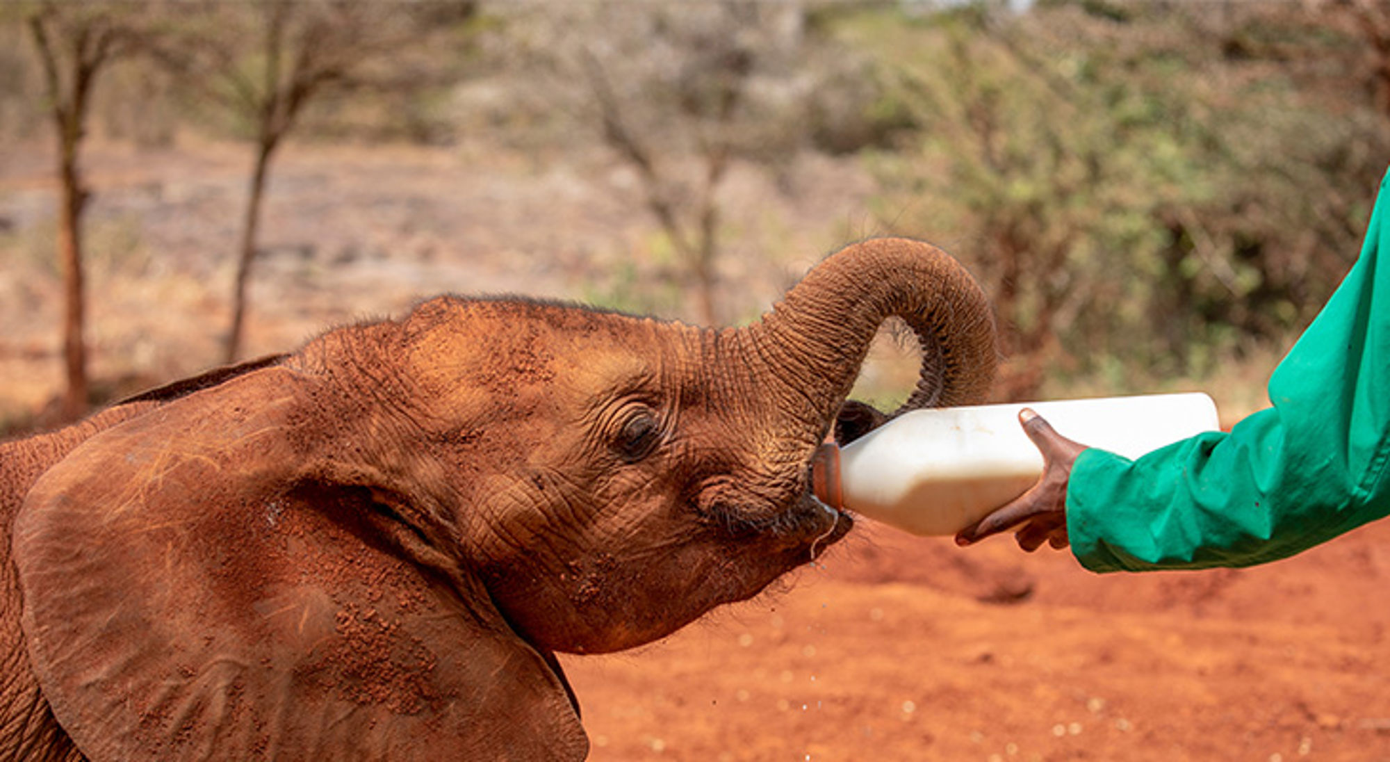 Jonge olifant drinkt melk uit een fles bij een opvangcentrum in Kenia.