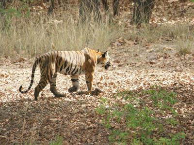Bengaalse tijger loopt door het bos in Noord-India.