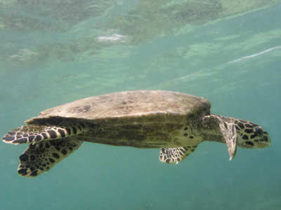 Zeeschildpad zwemt onder water bij Madagascar tijdens de 25-daagse reis.