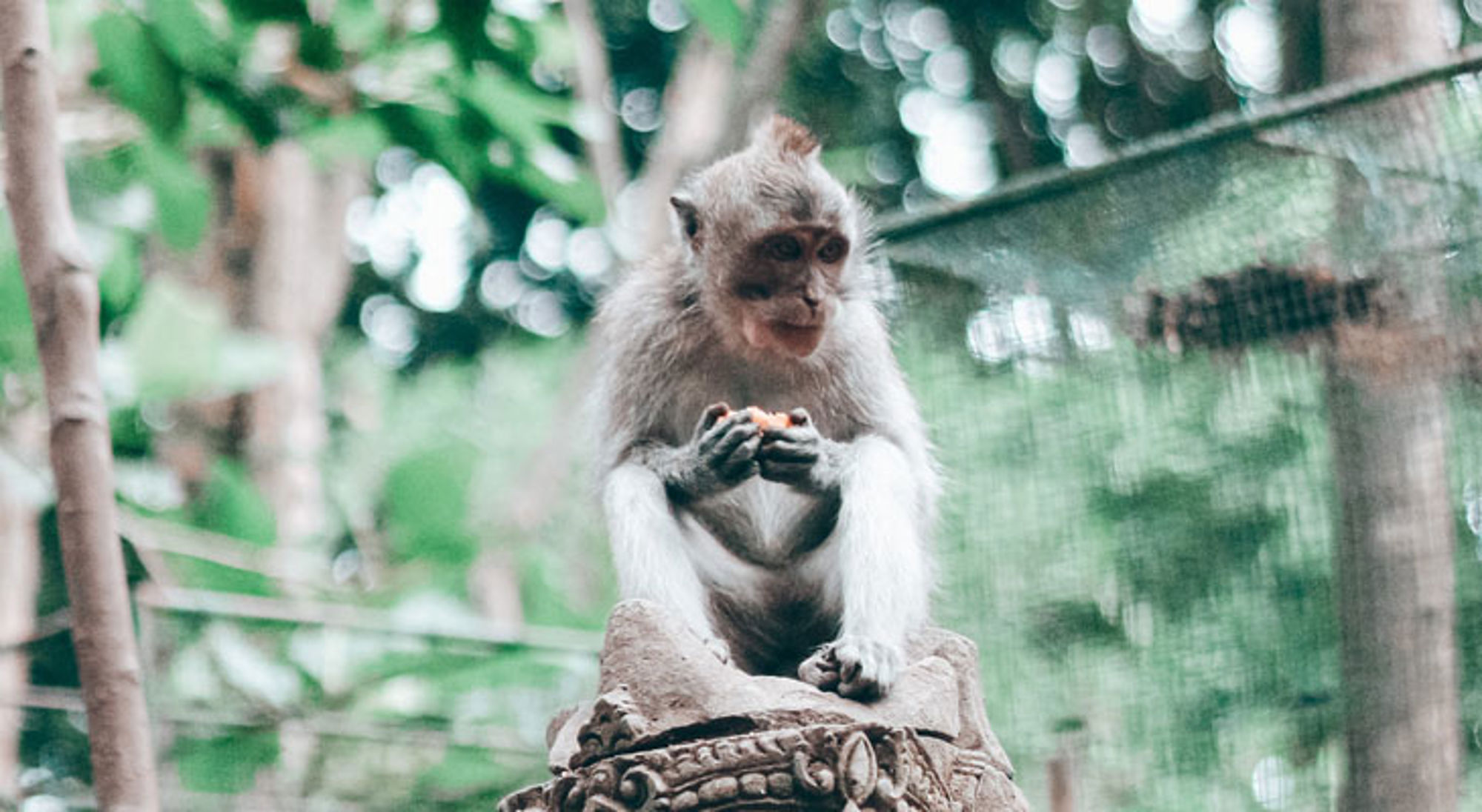 Aap op een stenen beeld in het Monkey Forest in Ubud, Bali, Indonesië.