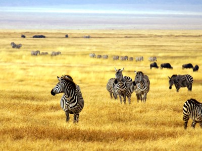 Zebra’s op de savanne tijdens de route Kenia, Tanzania en Zanzibar.