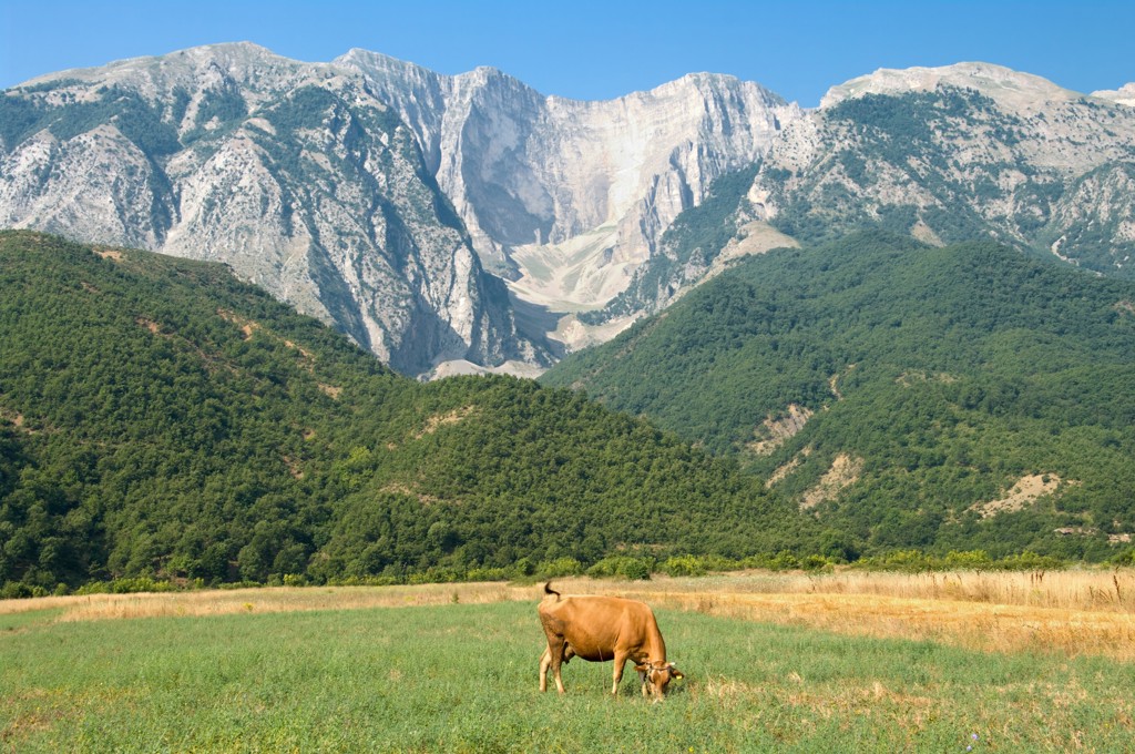 Grazende koe in een groene vallei met hoge bergtoppen op de achtergrond in Albanië.