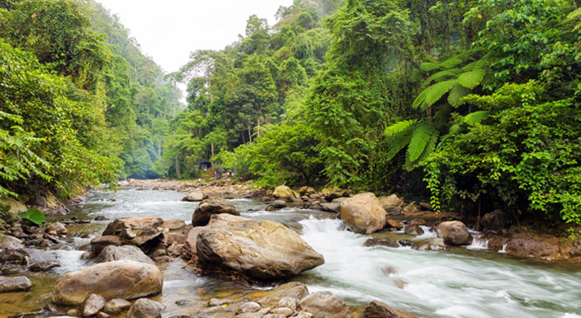 Rivier met rotsen in dicht regenwoud in Indonesië.