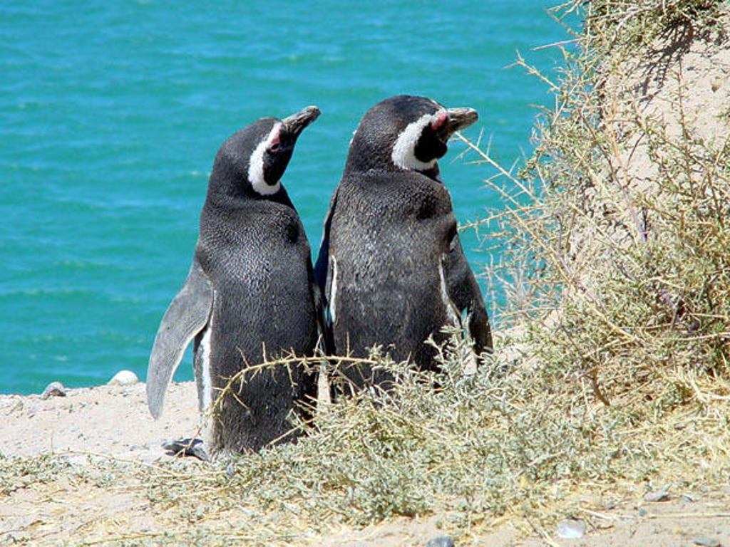 Twee Magelhaenpinguïns op een rotsige kust bij helderblauw water in Patagonië.