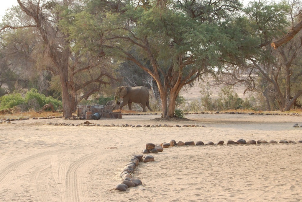 Olifant loopt door droog savannelandschap tussen bomen tijdens familiereis Namibië, Botswana en Zimbabwe.