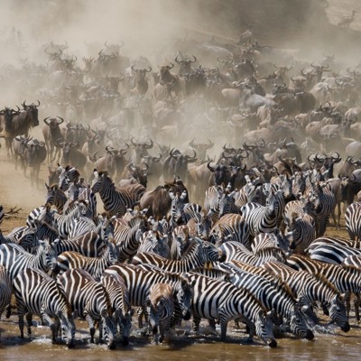 Zebra’s en gnoes tijdens de Grote Trek bij een rivieroversteek in Kenia en Tanzania.