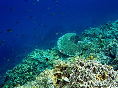 Koraalrif met kleurrijke vissen in helderblauw water bij Sulawesi.