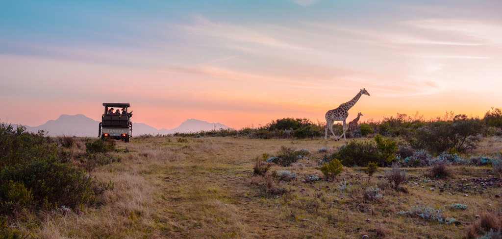 Safari-jeep spot giraffen bij zonsondergang tijdens familiereis Zuid-Afrika en eSwatini.