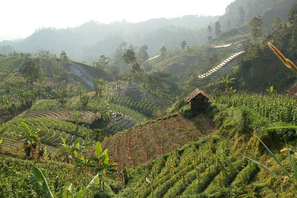 Groene rijstterrassen op de heuvels van Java tijdens een groepsrondreis Java, Bali en Lombok.