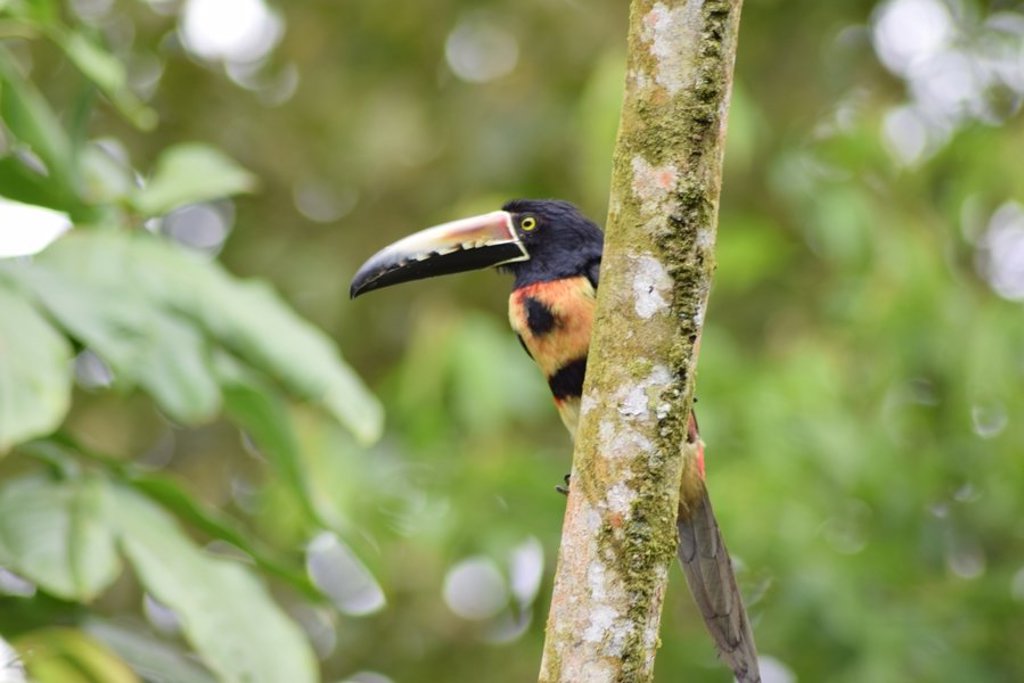Toekan in het regenwoud van Costa Rica tijdens de groepsrondreis Costa Rica Hoogtepunten.