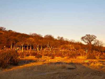 halali camp