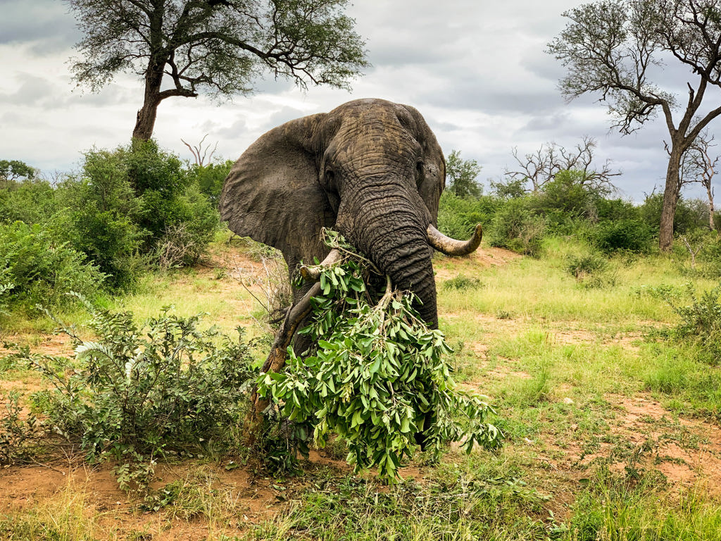 Olifant eet bladeren in de bush tijdens een 22-35ers reis door Zuid-Afrika.