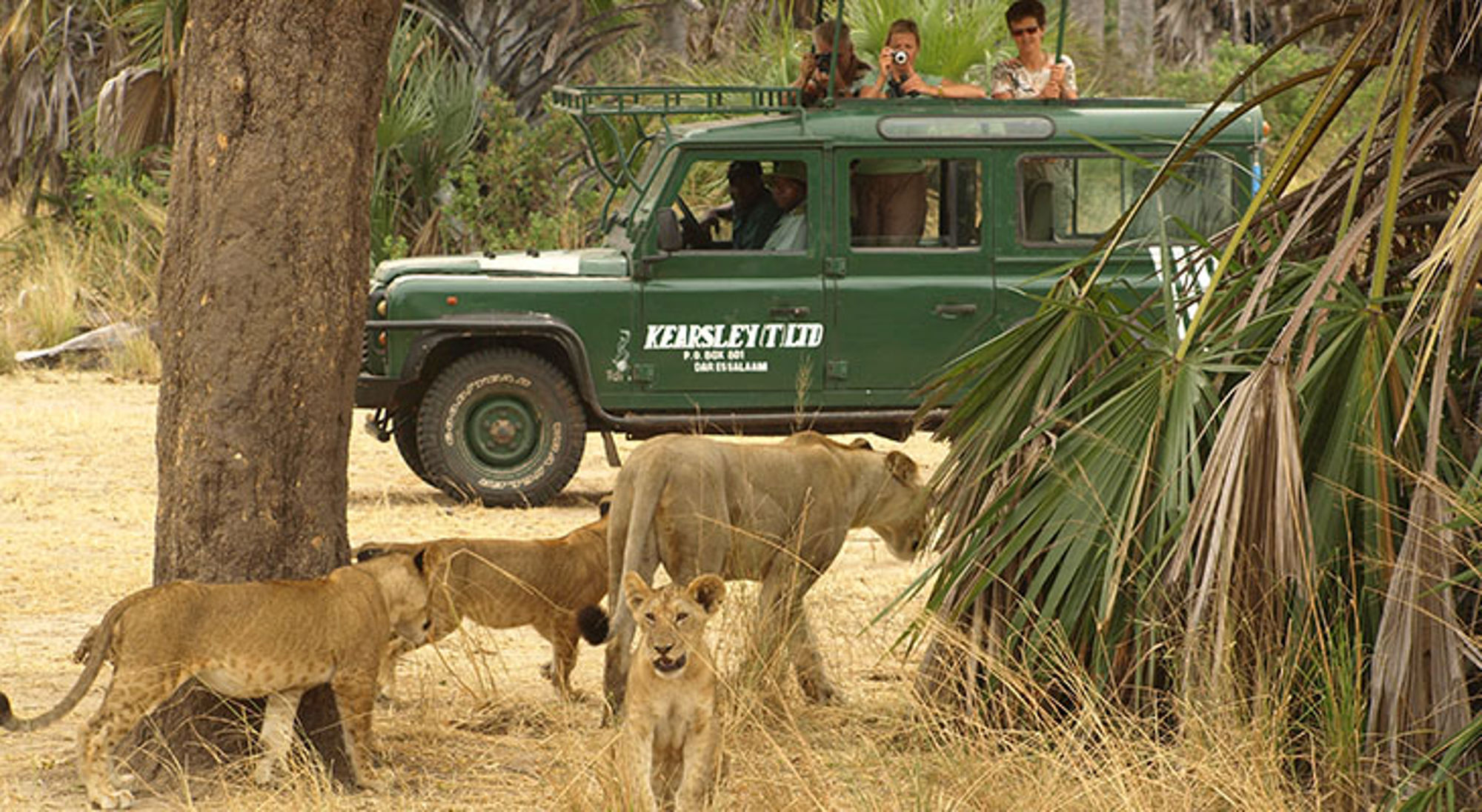 Gamedrive met leeuwen in Selous Game Reserve Safari-jeep met toeristen die leeuwen spotten in een nationaal park in Tanzania.