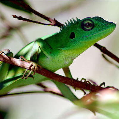 Groene hagedis op een tak in het regenwoud van Kalimantan tijdens een groepsrondreis.