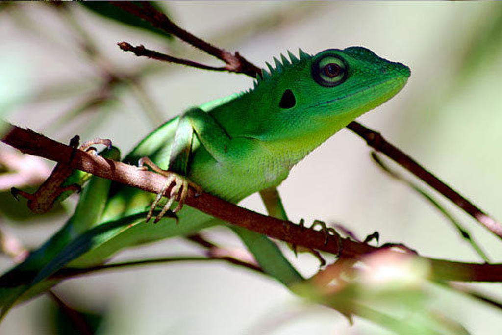 Groene hagedis op een tak in het regenwoud van Kalimantan tijdens een groepsrondreis.