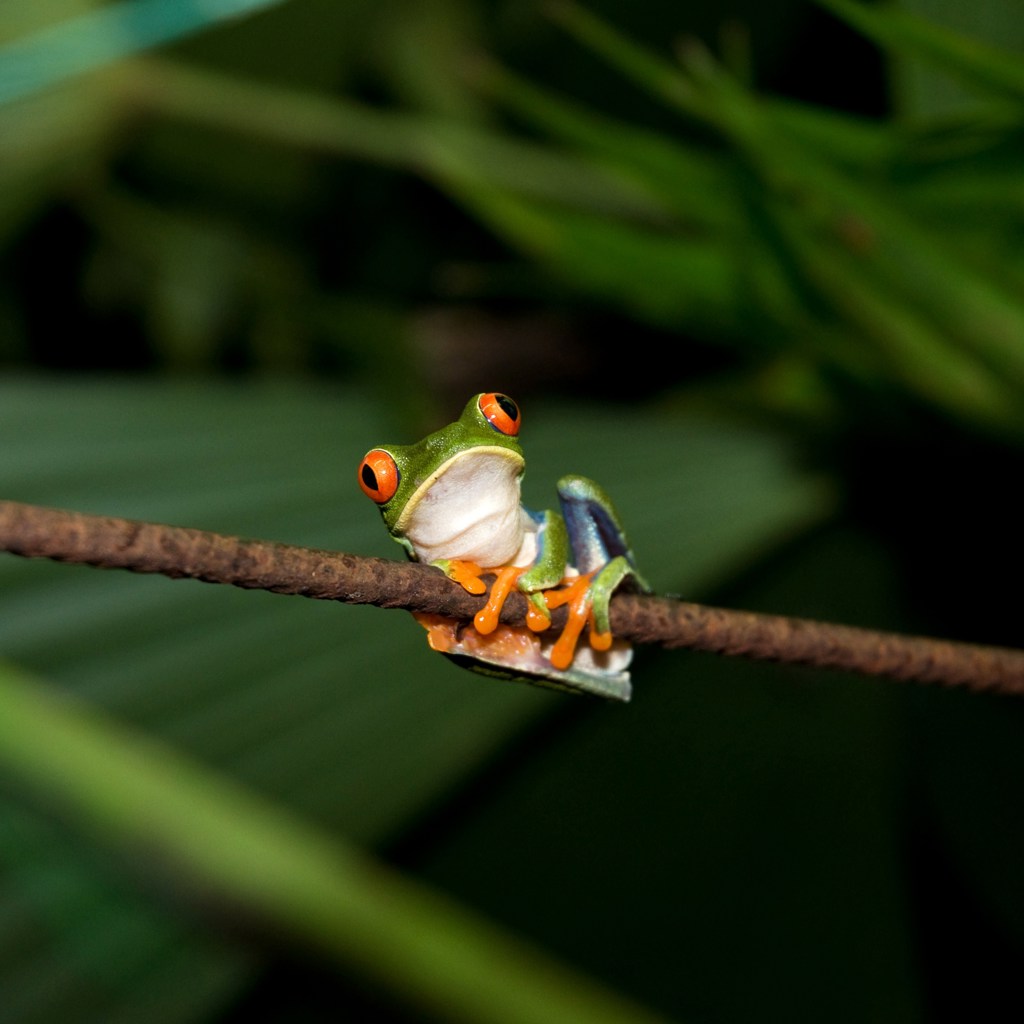 Roodoogmakikikker op een tak in het regenwoud van Costa Rica.