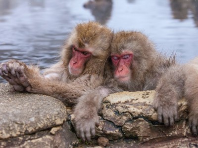Japanse makaken ontspannen in een warmwaterbron in Jigokudani Monkey Park.