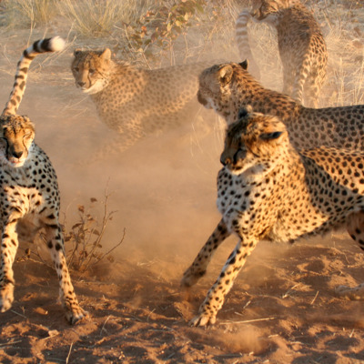 Jachtluipaarden rennen door opwaaiend stof tijdens safari in Namibië, Botswana en Zimbabwe.
