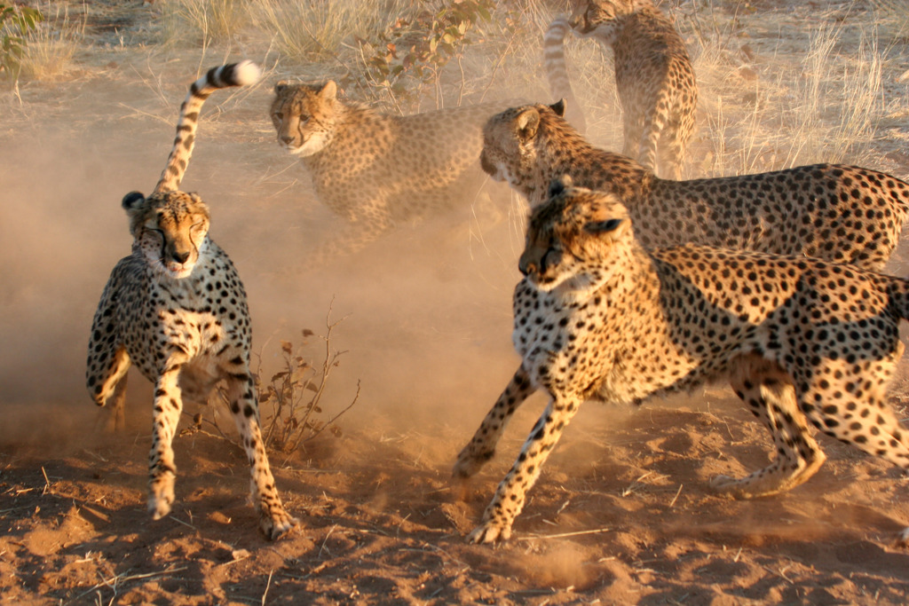 Jachtluipaarden rennen door opwaaiend stof tijdens safari in Namibië, Botswana en Zimbabwe.