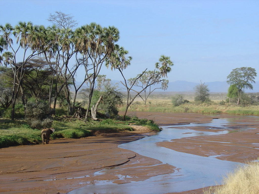 Olifant langs een rivierbedding in de savanne van Kenia tijdens een groepsrondreis Kenia, Tanzania en Zanzibar.