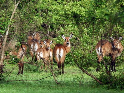 Groep waterantilopen tussen het groen in een nationaal park in Ghana, Togo en Benin.