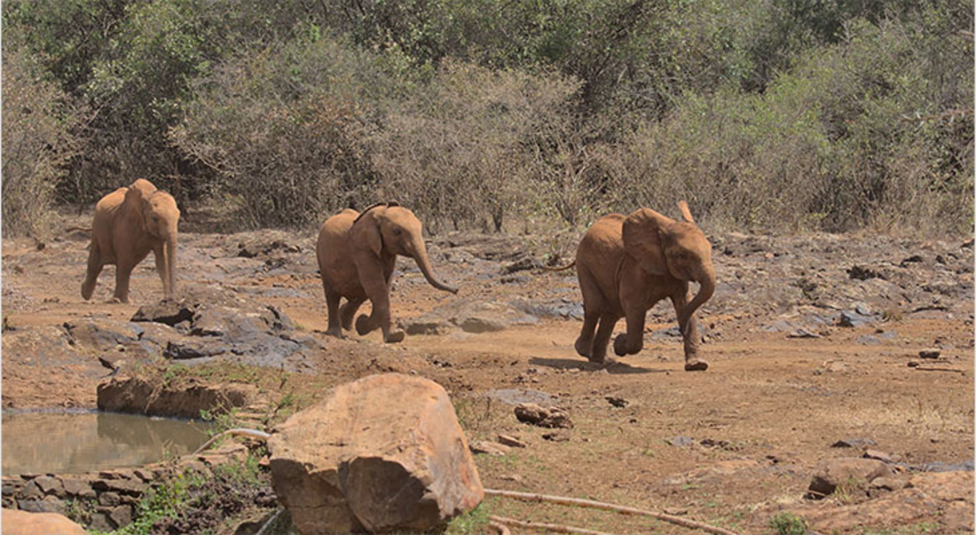 Drie olifanten lopen door een droog savannelandschap in Kenia.