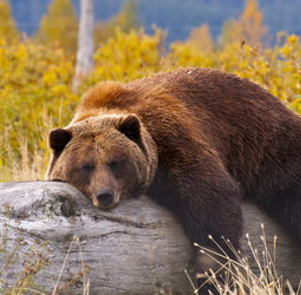 Grizzlybeer rust op een rots in de natuur van West-Canada tijdens een groepsrondreis.