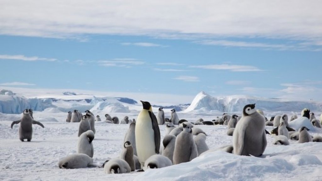 main_quark-exp-penguin-colony-landscape.jpg