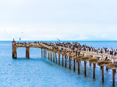 Aalscholvers en meeuwen op een houten pier in Patagonië, met uitzicht over de zee.