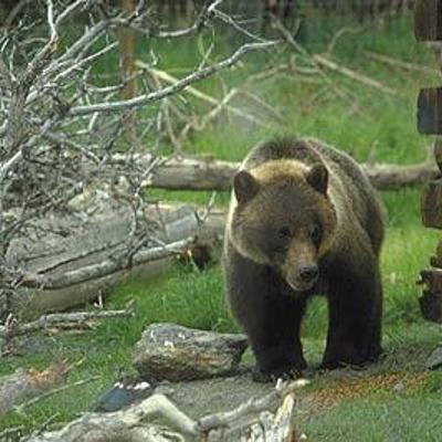 Gletsjerlandschap in Alaska tijdens groepsrondreis, met bergen en ijsvelden.