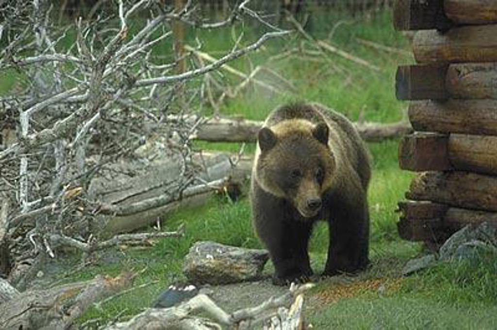 Gletsjerlandschap in Alaska tijdens groepsrondreis, met bergen en ijsvelden.