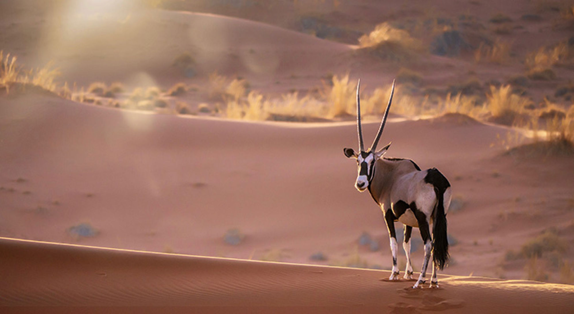 Oryxantilope op zandduinen in de Namibische woestijn bij zonsondergang.