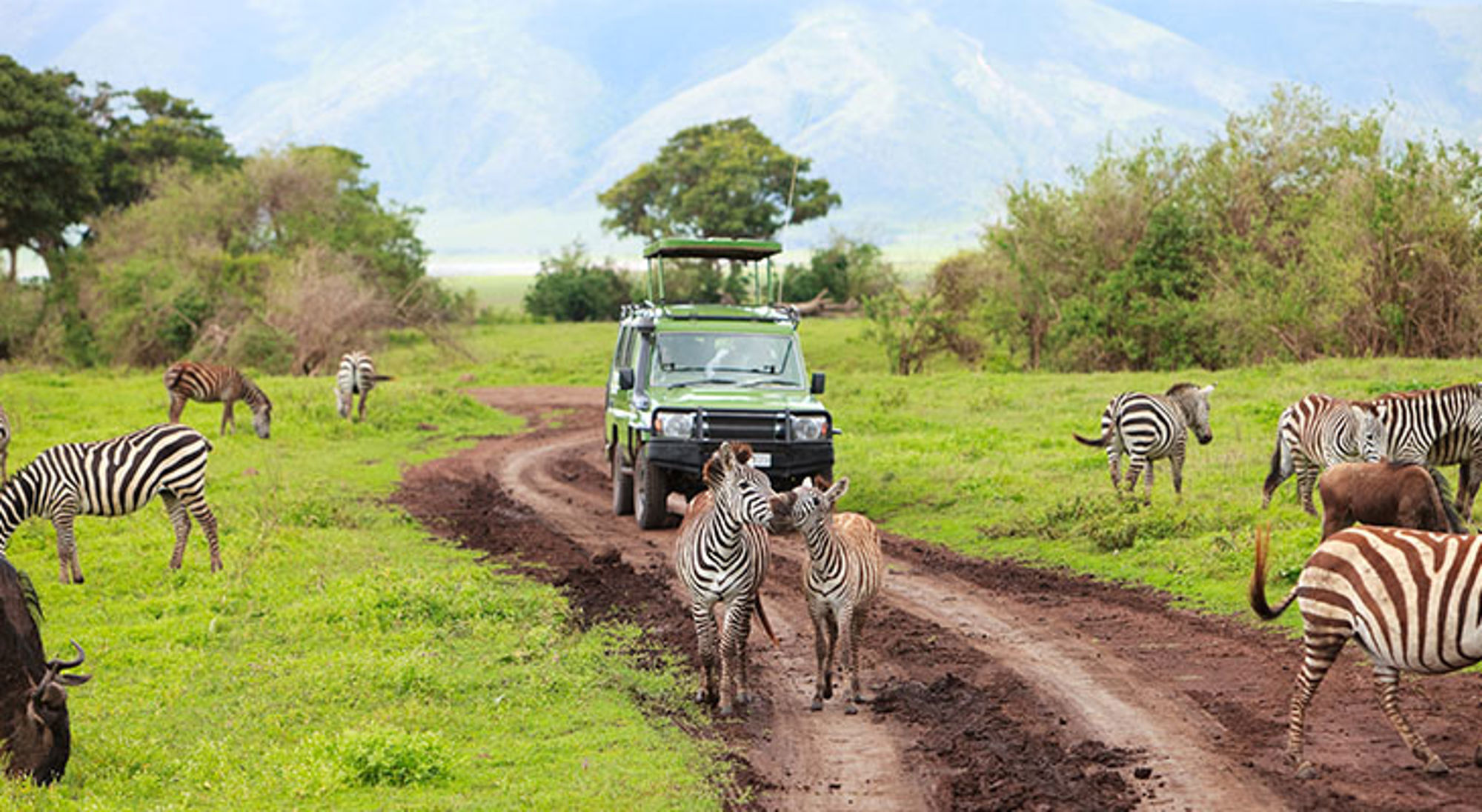 Safari-jeep tussen zebra’s op een modderige weg in de savanne.
