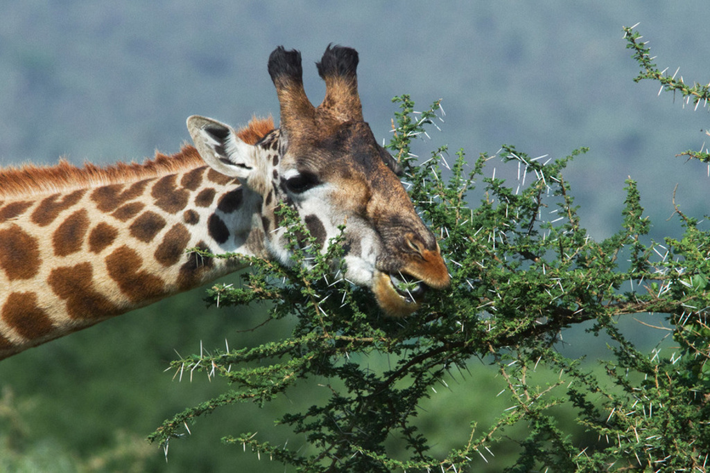 Giraffe eet bladeren van een acaciaboom tijdens familiereis Kenia en Tanzania.