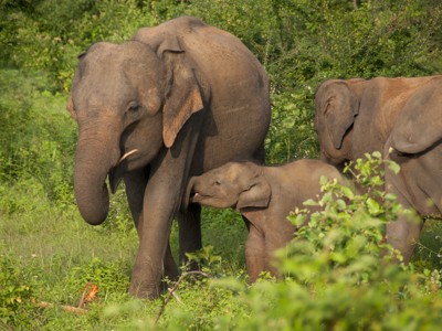 Olifantenfamilie met jong in het groen tijdens de 15-daagse fietsreis door Sri Lanka.