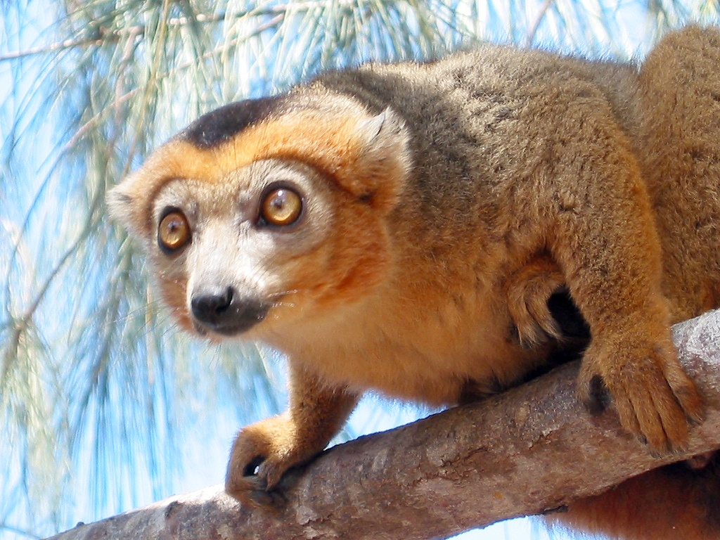 Bruine maki op een boomtak in Madagascar tijdens een groepsrondreis.