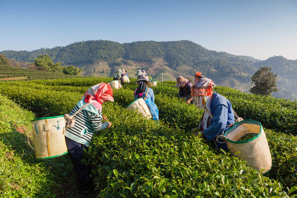 Theeplukkers aan het werk op een theeplantage in de Cameron Highlands, West-Maleisië.
