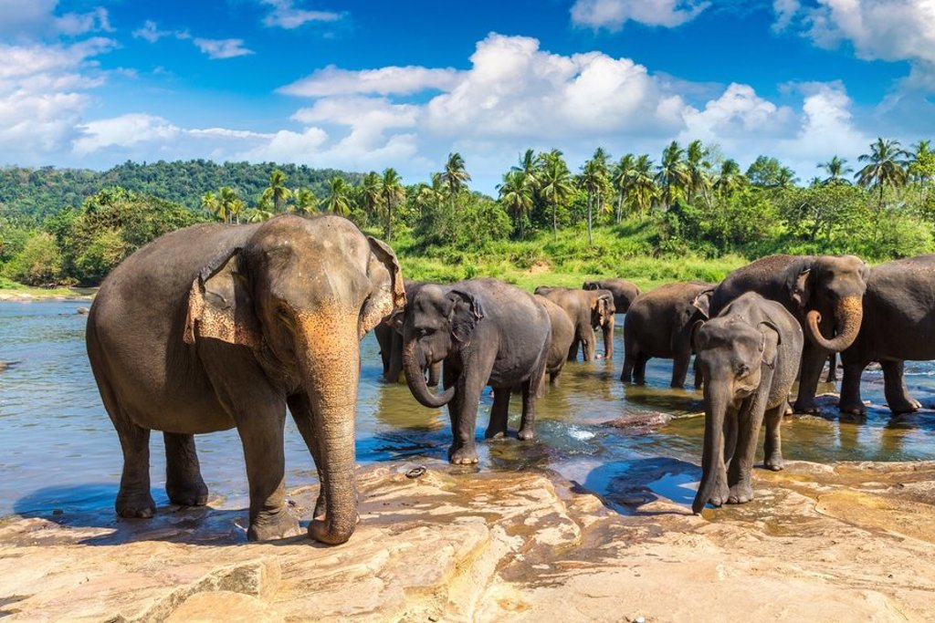 Gezin op safari in Sri Lanka, met olifanten in het wild tijdens de familiereis Sri Lanka hoogtepunten.