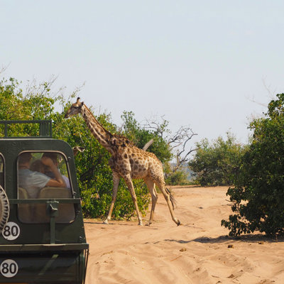Giraffe steekt zandpad over naast safari-jeep tijdens groepsrondreis door Zuidelijk Afrika.