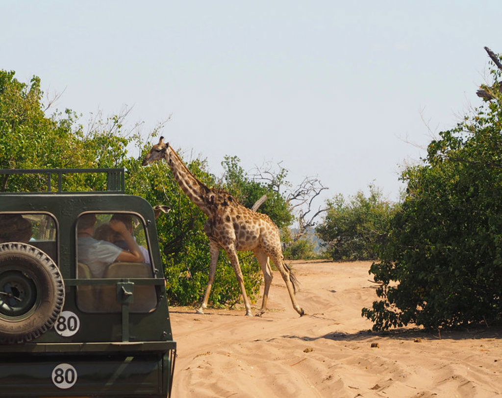 Giraffe steekt zandpad over naast safari-jeep tijdens groepsrondreis door Zuidelijk Afrika.