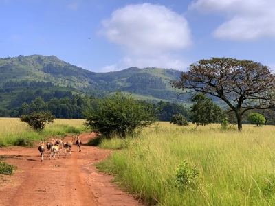 Antilopen op een rode zandweg in een Zuid-Afrikaans natuurpark, met groene heuvels op de achtergrond.