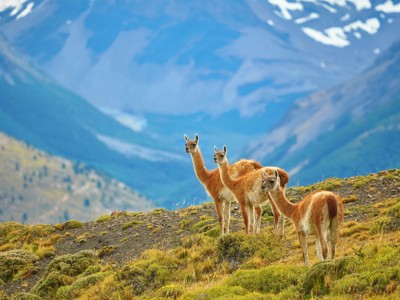 Guanaco’s op een heuvel in Patagonië met besneeuwde bergtoppen op de achtergrond.